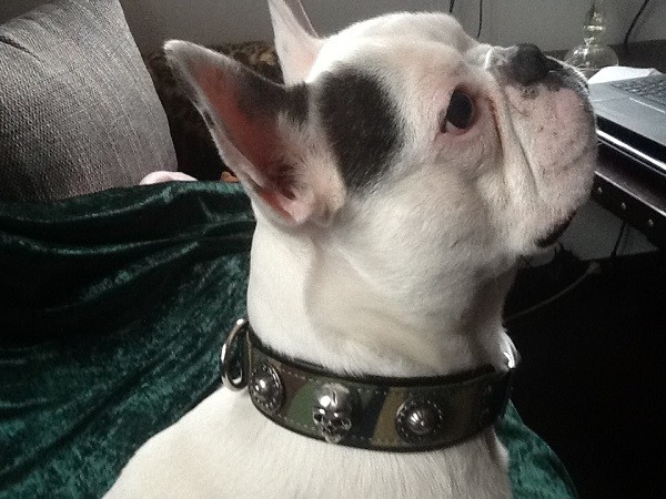 Luxus Hundehalsband aus Leder Rodin, Luxus Hundehalsband, Exklusive  Hundehalsbänder