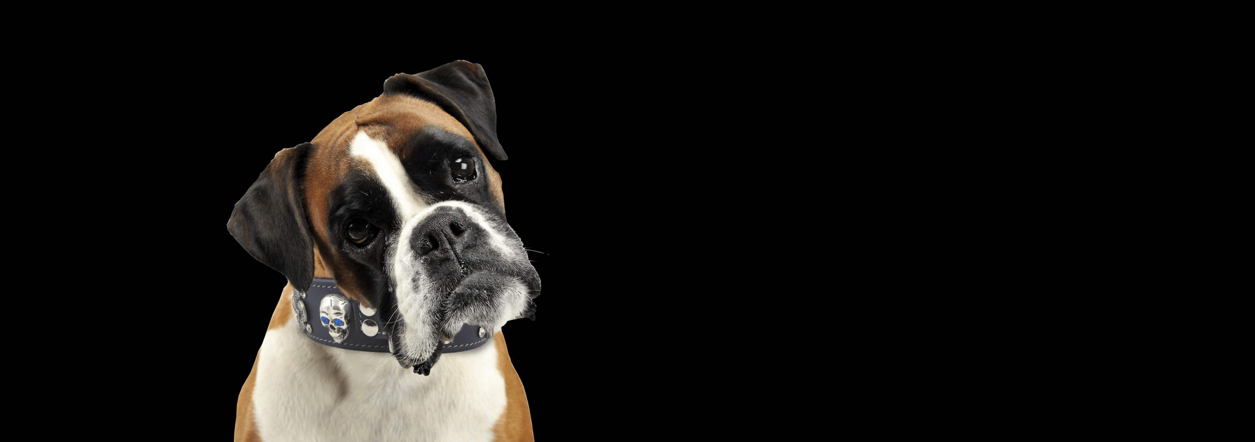 OKEYPETS - OKEYPETS Massenbenutzerdefinierte Farben Luxus-Leder- Hundehalsband Tag-Name Geprägte Echtleder-Designer-Hundehalsbänder Leder- Hundehalsband